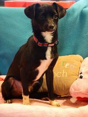 Medium Photo #1 Jack-Rat Terrier Puppy For Sale in Vacaville, CA, USA