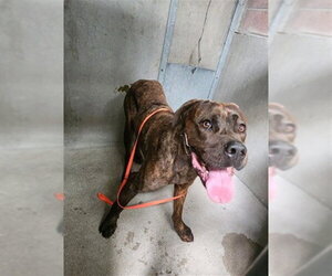 Mastiff Dogs for adoption in San Bernardino, CA, USA