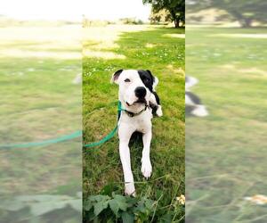 American Pit Bull Terrier Dogs for adoption in Fayetteville, NC, USA