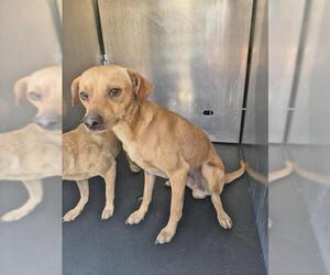 Chihuahua-Unknown Mix Dogs for adoption in San Antonio, TX, USA