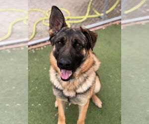 German Shepherd Dog Dogs for adoption in San Diego, CA, USA