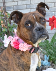 Boxer Dogs for adoption in Junction, TX, USA