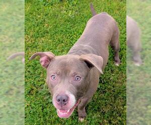 Staffordshire Bull Terrier Dogs for adoption in Akron, OH, USA