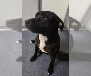 American Pit Bull Terrier Dogs for adoption in Glen Allen, VA, USA