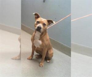 American Pit Bull Terrier-Unknown Mix Dogs for adoption in Las Vegas, NV, USA