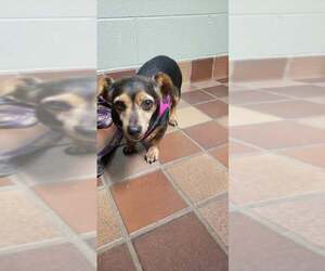 Dachshund-Unknown Mix Dogs for adoption in Saugatuck, MI, USA