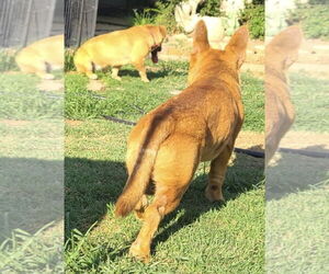 Corgi Basset Dogs for adoption in Agoura Hills, CA, USA