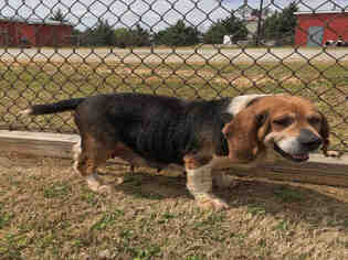 Beagle Dogs for adoption in Grovetown, GA, USA