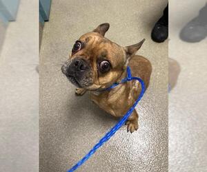 French Bulldog-Unknown Mix Dogs for adoption in Las Vegas, NV, USA
