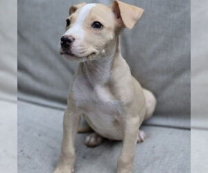 Chihuahua-Unknown Mix Dogs for adoption in Claremore, OK, USA