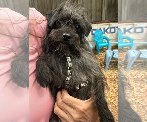 Mutt Dogs for adoption in St. Louis Park, MN, USA