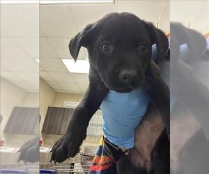 Labrador Retriever-Unknown Mix Dogs for adoption in Conroe, TX, USA