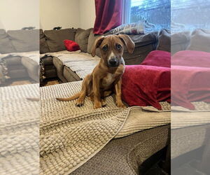 Medium Photo #2 Labrador Retriever-Unknown Mix Puppy For Sale in Brewster, NY, USA