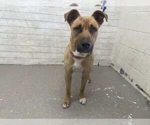German Shepherd Dog-Unknown Mix Dogs for adoption in San Bernardino, CA, USA