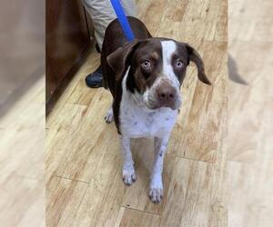 German Shorthaired Pointer Dogs for adoption in Pearland, TX, USA