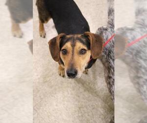 Doxle Dogs for adoption in Claremore, OK, USA
