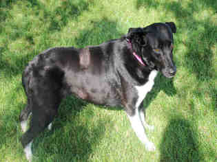 Border Collie Dogs for adoption in Decatur, IL, USA
