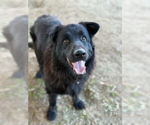 Mutt Dogs for adoption in Riverside, CA, USA