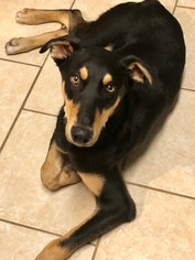 Doberman Pinscher-Labrador Retriever Mix Dogs for adoption in Lafayette, LA, USA