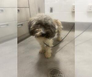Shih Tzu-Unknown Mix Dogs for adoption in Forestville, MD, USA