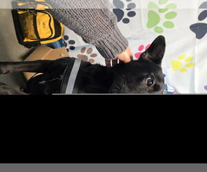 German Shepherd Dog Dogs for adoption in Houston, TX, USA