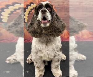 Cocker Spaniel Dogs for adoption in Westminster, MD, USA