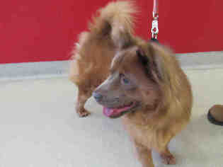 Chow Chow Dogs for adoption in Vero Beach, FL, USA