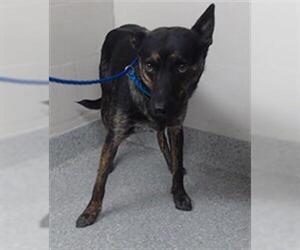 German Shepherd Dog-Unknown Mix Dogs for adoption in Pasadena, TX, USA