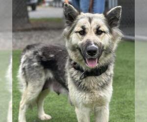 German Shepherd Dog-Siberian Husky Mix Dogs for adoption in Camarillo, CA, USA