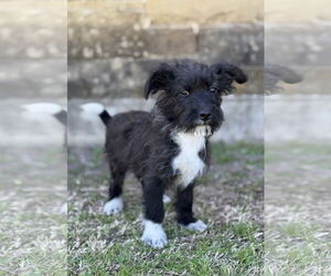 Mutt Dogs for adoption in PIPE CREEK, TX, USA