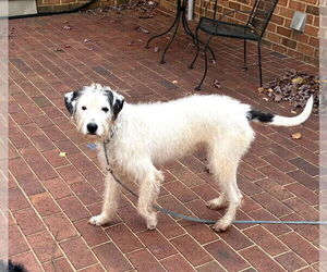Poodle (Standard)-Unknown Mix Dogs for adoption in Mooresville, NC, USA