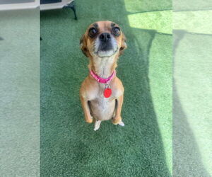 Chihuahua-Unknown Mix Dogs for adoption in Tempe , AZ, USA
