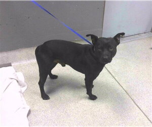 Labrador Retriever-Unknown Mix Dogs for adoption in Tallahassee, FL, USA