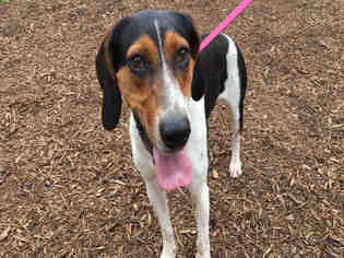 Treeing Walker Coonhound Dogs for adoption in Urbana, IL, USA