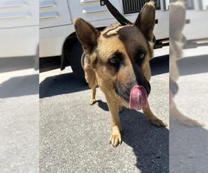German Shepherd Dog Dogs for adoption in Oklahoma City, OK, USA