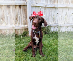 Labrador Retriever-Unknown Mix Dogs for adoption in Sandy, UT, USA
