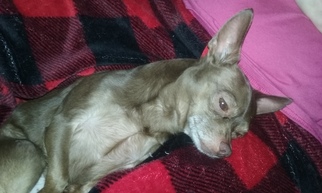 Chihuahua Dogs for adoption in Ferndale, WA, USA
