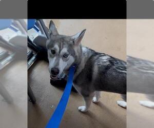 Siberian Husky Dogs for adoption in Chula Vista, CA, USA
