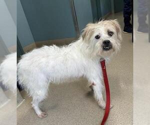 Mutt Dogs for adoption in Newton, NC, USA