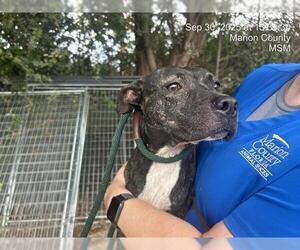 American Pit Bull Terrier Dogs for adoption in Ocala, FL, USA