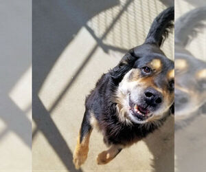 Border Collie-Unknown Mix Dogs for adoption in Rutherfordton, NC, USA