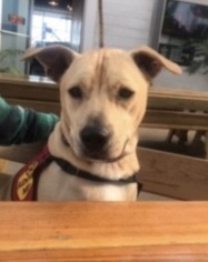 Medium Photo #1 Labrador Retriever-Unknown Mix Puppy For Sale in Towson, MD, USA