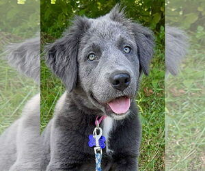 Labrador Retriever-Unknown Mix Dogs for adoption in Cookeville, TN, USA