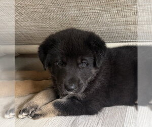 German Shepherd Dog Dogs for adoption in Bolivar, MO, USA