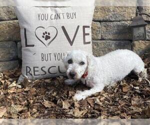 Bichon Frise Dogs for adoption in Sioux Falls, SD, USA