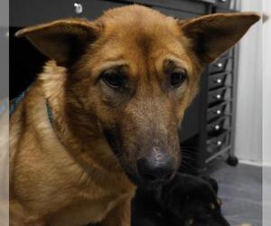 Mutt Dogs for adoption in Thief River Falls, MN, USA