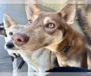 Siberian Husky Dogs for adoption in San Bernardino, CA, USA