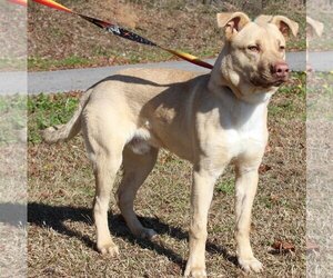 American Pit Bull Terrier-Unknown Mix Dogs for adoption in Prattville, AL, USA