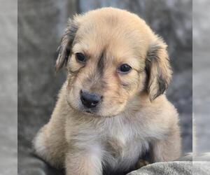 Labrador Retriever-Unknown Mix Dogs for adoption in San Diego, CA, USA