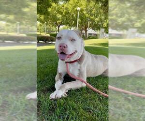 American Pit Bull Terrier-Unknown Mix Dogs for adoption in Sacramento, CA, USA